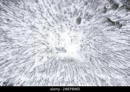 Forêt sombre d'hiver couverte de neige avec des arbres sans feuilles de vue aérienne de dessus. Banque D'Images