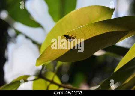 Vue de dessous d'une petite araignée sautant rayée brun pâle assise sur le dessous d'une feuille fraîche qui est exposée à la lumière du soleil Banque D'Images