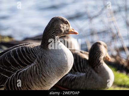 Greylag oie regardant le soleil au James Hamilton Heritage Park Banque D'Images