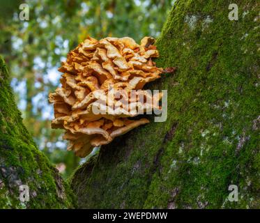Gros plan d'un champignon d'arbre sur un énorme chêne Banque D'Images