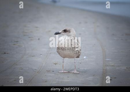 Photo d'une jeune goéland hareng debout à Jurmala, lettonie. Le goéland hareng européen (Larus argentatus) est un goéland de grande taille, mesurant jusqu'à 66 cm de long. L'un des th Banque D'Images