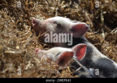 Porcelets endormis au soleil briller sur le foin dans Une cour de ferme - Piglet rose avec des marques noires - sus scrofa domesticus - New Forest Area - UK Banque D'Images