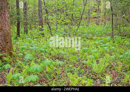 Mayapple et fougères sont parmi les premières plantes à apparaître sur le sol forestier couvrant les feuilles tombées au printemps Banque D'Images