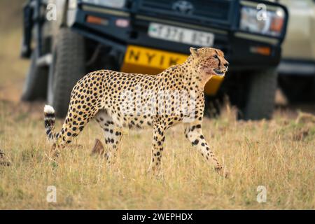 Guépard passe devant la jeep sur une plaine herbeuse Banque D'Images