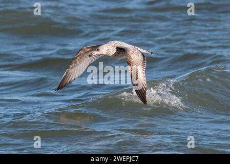 Goélands argentés juvéniles Larus argentatus volant à basse altitude au-dessus de la Tamise à Southend on Sea, Essex, Royaume-Uni. Famille des Gull Laridae Banque D'Images