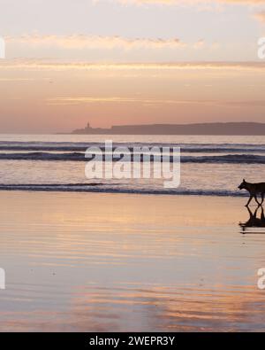 Coucher de soleil alors que les vagues roulent vers un chien dans l'eau peu profonde avec une île derrière sur une plage à Essaouira, Maroc, le 26 janvier 2024 Banque D'Images