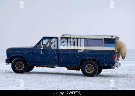 Ours polaire, Ursus maritimus, curieux vérifie un camion d'observateurs de la faune 1002 zone de l'Arctic National Wildlife refuge Alaska Banque D'Images