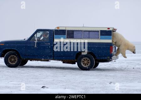 Ours polaire, Ursus maritimus, curieux vérifie un camion d'observateurs de la faune 1002 zone de l'Arctic National Wildlife refuge Alaska Banque D'Images