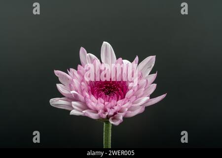 Rosa Chrysanthemen Blüte vor schwarzem hintergrund, freigestellt Banque D'Images