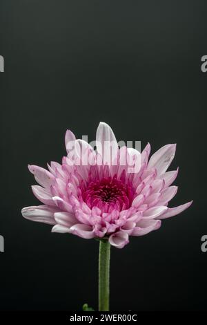 Rosa Chrysanthemen Blüte vor schwarzem hintergrund, Vertikales Bild, freigestellt Banque D'Images