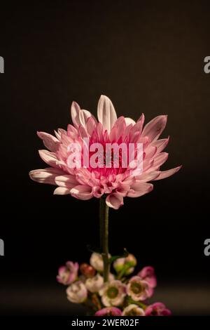 Rosa Chrysanthemen Blüte in einem Blumenstrauß vor schwarzem hintergrund mit warmen Licht, Vertikales Bild, freigestellt Banque D'Images