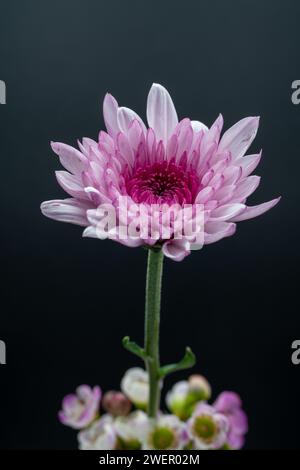 Rosa Chrysanthemen Blüte in einem Blumenstrauß vor schwarzem hintergrund, Vertikales Bild, freigestellt Banque D'Images