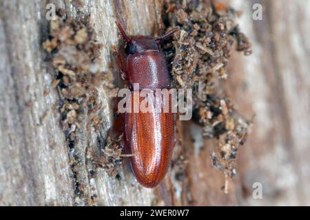 Beetle déprimé - Palorus sp. trouvé sous l'écorce de bois mort et en décomposition. Espèce de coléoptère de la famille des Tenebrionidae, les coléoptères dark. Banque D'Images