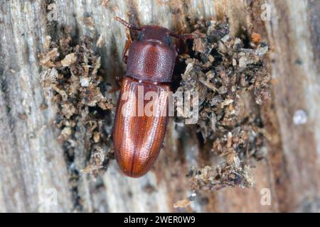 Beetle déprimé - Palorus sp. trouvé sous l'écorce de bois mort et en décomposition. Espèce de coléoptère de la famille des Tenebrionidae, les coléoptères dark. Banque D'Images