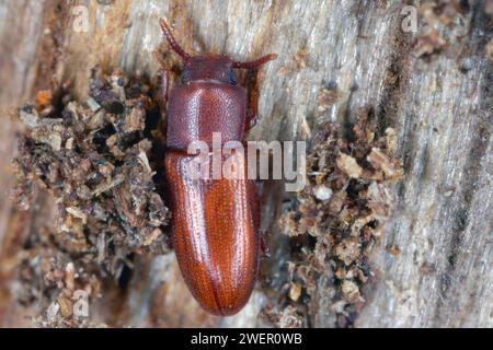 Beetle déprimé - Palorus sp. trouvé sous l'écorce de bois mort et en décomposition. Espèce de coléoptère de la famille des Tenebrionidae, les coléoptères dark. Banque D'Images