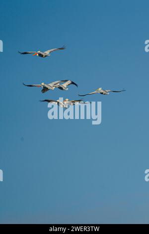 Un groupe d'oiseaux planant dans un ciel orné de nuages bleus moelleux Banque D'Images