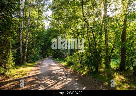 Avenue rétro-éclairée inondée de lumière dans un cimetière en Allemagne Banque D'Images