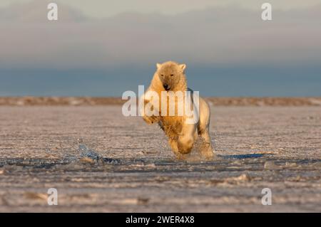 L'ours polaire, Ursus maritimus, qui court après un morceau de viande joue avec la plaine côtière de Kaktovik 1002 de l'Arctic National Wildlife refuge, Alaska Banque D'Images