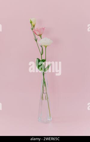 Belles fleurs blanches et roses Eustoma (Lisianthus) dans un vase sur un fond pastel rose. Placer pour le texte. Banque D'Images