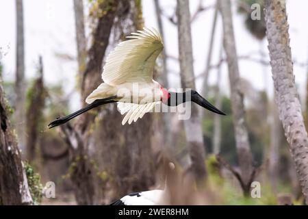 Cigogne de Jabiru en vol, dans un environnement humide, marais de la Estrella, province de Formosa, Argentine. Banque D'Images