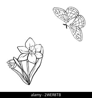 Contour noir silhouette linéaire jonquille et mite, papillon isolé sur fond blanc. Vecteur simple fleur d'illustration graphique plate. Un simple li Illustration de Vecteur