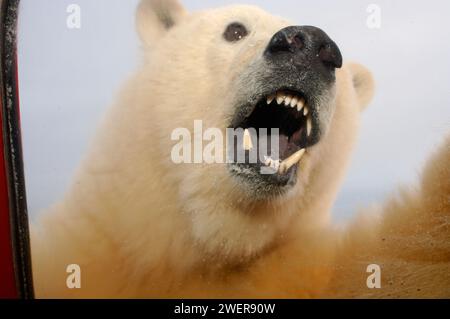 L'ours polaire, Ursus maritimus, visite un camion d'observateurs locaux de la faune, 1002 plaine côtière de l'Arctic National Wildlife refuge, Alaska Banque D'Images