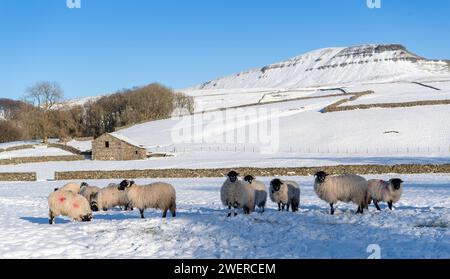 Hoggs de brebis Dalesbred attendant d'être nourris dans un champ couvert de neige, avec la colline Penyghent en arrière-plan. Horton à Ribblesdale, North Yorkshire, Royaume-Uni. Banque D'Images