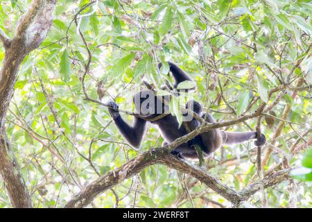 Le singe laineux gris (Lagothrix lagothricha ssp. cana) dans une forêt au Brésil Banque D'Images