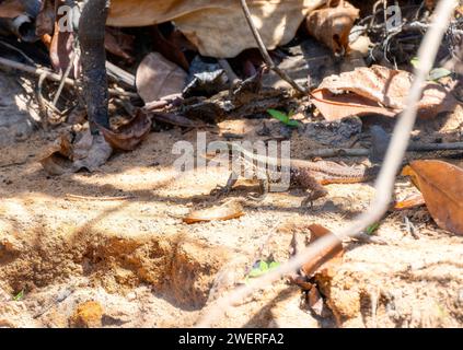 Ameiva géante (Ameiva ameiva) sur le terrain au Brésil Banque D'Images