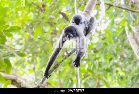 Le singe laineux gris (Lagothrix lagothricha ssp. cana) dans une forêt au Brésil Banque D'Images