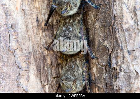 Chauve-souris proboscis (Rhynchycteris naso) reposant sur un arbre dans un groupe pendant la lumière du jour Banque D'Images