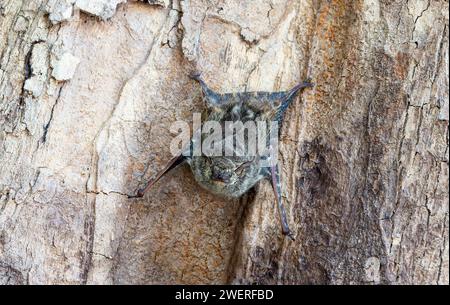 Chauve-souris proboscis (Rhynchycteris naso) reposant sur un arbre pendant la lumière du jour Banque D'Images