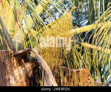 Moriche Palm (Mauritia flexiosa) au Brésil Banque D'Images