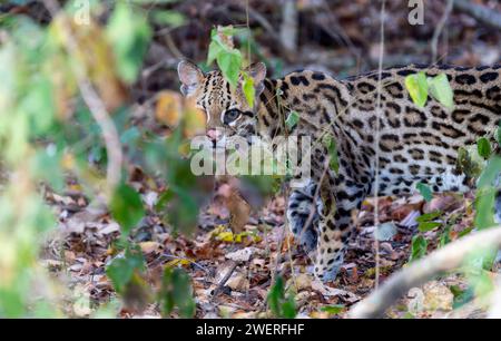 Belle Ocelot sauvage (Leopardus pardalis) dans une forêt brésilienne la nuit Banque D'Images