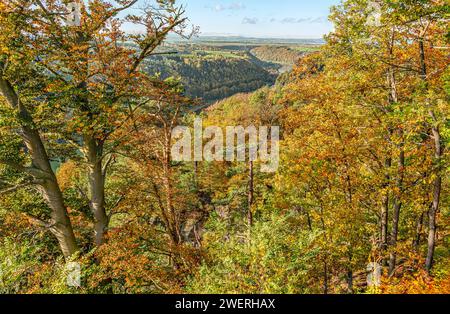 Forêt de hêtres colorée un matin d'automne en Suisse saxonne, Saxe, Allemagne, avec vue sur la vallée de l'Elbe Banque D'Images