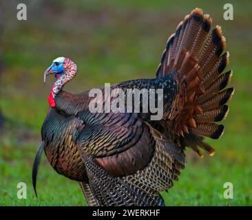 dinde sauvage d'Osceola - Meleagris gallopavo osceola - alias Florida turkey, est une sous-espèce de dinde sauvage qui ne se trouve que dans la péninsule de Floride. Côté Banque D'Images