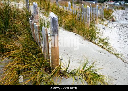 Herbe sur les dunes de sable derrière la plage, et clôtures de protection contre l'érosion, Seatoun, Wellington, Île du Nord, Nouvelle-Zélande Banque D'Images