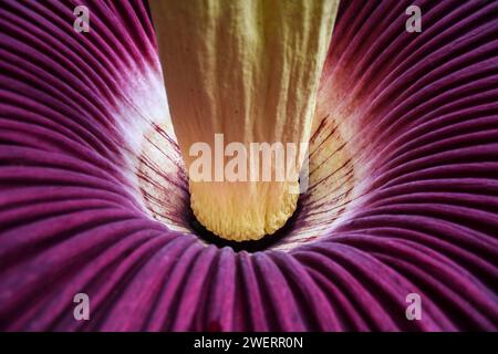 Bandung, Java Ouest, Indonésie. 26 janvier 2024. La fleur de cadavre géant, Amorphopallus Titanium, fleurit dans la zone de conservation du parc forestier IR Djuanda, Bandung. Cette fleur, qui fleurit avec une hauteur de 207 centimètres et un diamètre de 80 centimètres, est une plante qui est classée comme rare selon l'Union internationale pour la conservation de la nature / UICN et est protégée par le règlement gouvernemental numéro 7 de 1999 en Indonésie. Cette fleur est une plante de taro endémique à Sumatra, en Indonésie, qui est connue comme la plante avec les plus grandes fleurs dans le monde. (Image de crédit : © Dimas Rachmatsya Banque D'Images