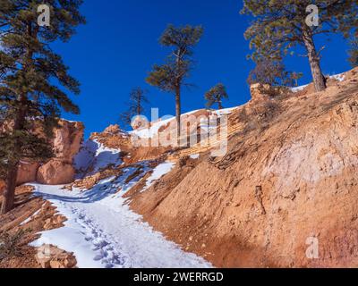 Queen's Garden Trail, amphithéâtre de Bryce, hiver, parc national de Bryce Canyon, Utah. Banque D'Images