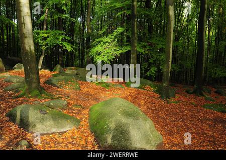 Feuillage coloré dans la forêt d'Odenwald Hesse Allemagne sur Une belle journée ensoleillée d'automne Banque D'Images