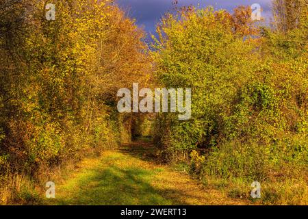 Chemin creux à travers les sous-bois et les buissons avec des couleurs automnales dans la lumière du soleil et les nuages dramatiques, Allemagne Banque D'Images