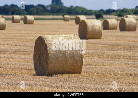 Grosses balles rondes de paille de blé doré alignées dans un champ nouvellement récolté. Banque D'Images