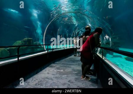 Le tunnel de verre sous-marin qui court au milieu du grand réservoir d'aquarium marin principal de l'aquarium public AquaRio situé dans le district de Gamboa. Banque D'Images