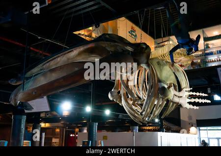 Un squelette de baleine à bosse (Megaptera novaeangliae) suspendu et exposé dans le hall d'entrée principal de l'aquarium AquaRio dans le district de Gamboa. Banque D'Images