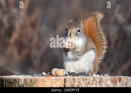 Un écureuil roux américain mange une cacahuète où les gens avaient laissé des friandises pour la faune à Lynde Shores conservation Area, Whitby, ON. Banque D'Images