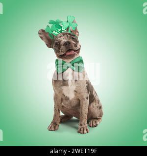 St. Fête de Patrick. Mignon Bulldog français portant un bandeau avec des feuilles de trèfle et noeud papillon sur fond vert Banque D'Images