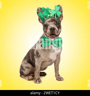 St. Fête de Patrick. Mignon Bulldog français portant un bandeau avec des feuilles de trèfle et noeud papillon vert sur fond jaune Banque D'Images