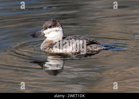 L'érismature rousse (Oxyura jamaicensis) Banque D'Images