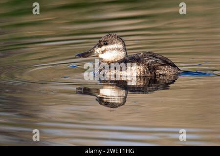 L'érismature rousse (Oxyura jamaicensis) Banque D'Images