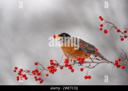 Robin américain perché sur une branche d'arbre mangeant des baies rouges en hiver Banque D'Images